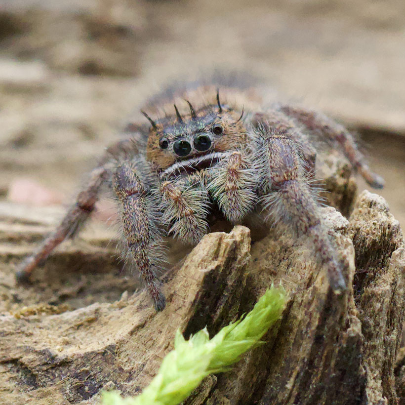 Phidippus bidentatus „Maya“-Vorne