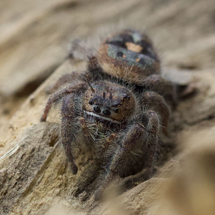 Phidippus bidentatus „Maya“-Wurzel