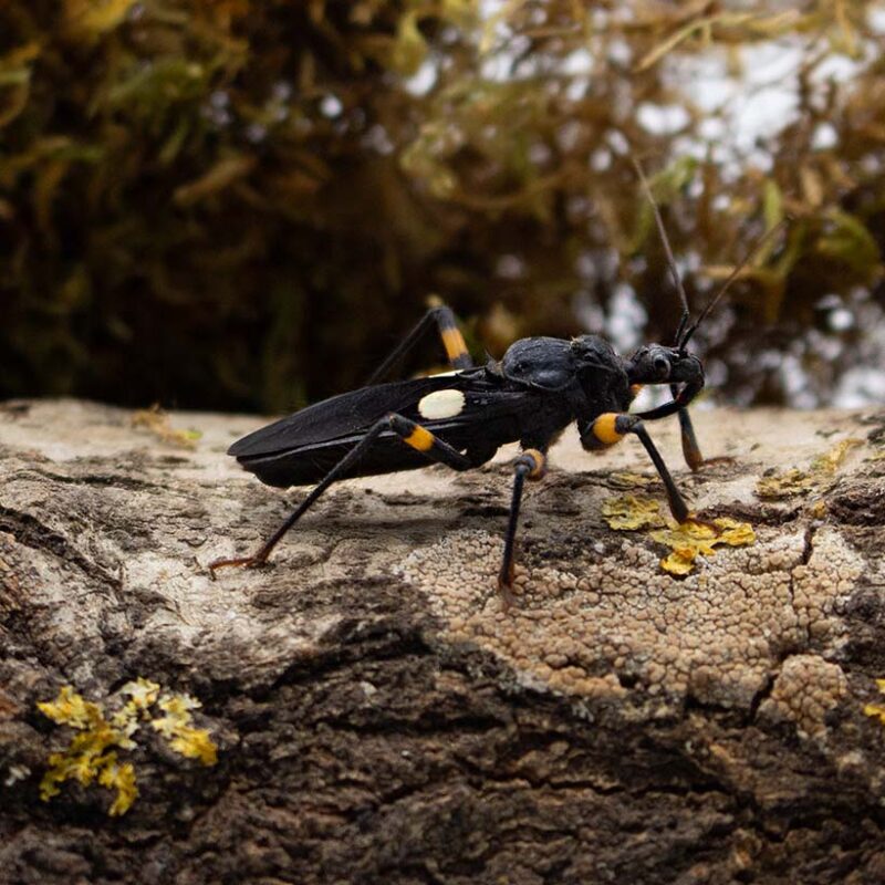 Platymeris biguttatus Insektenliebe