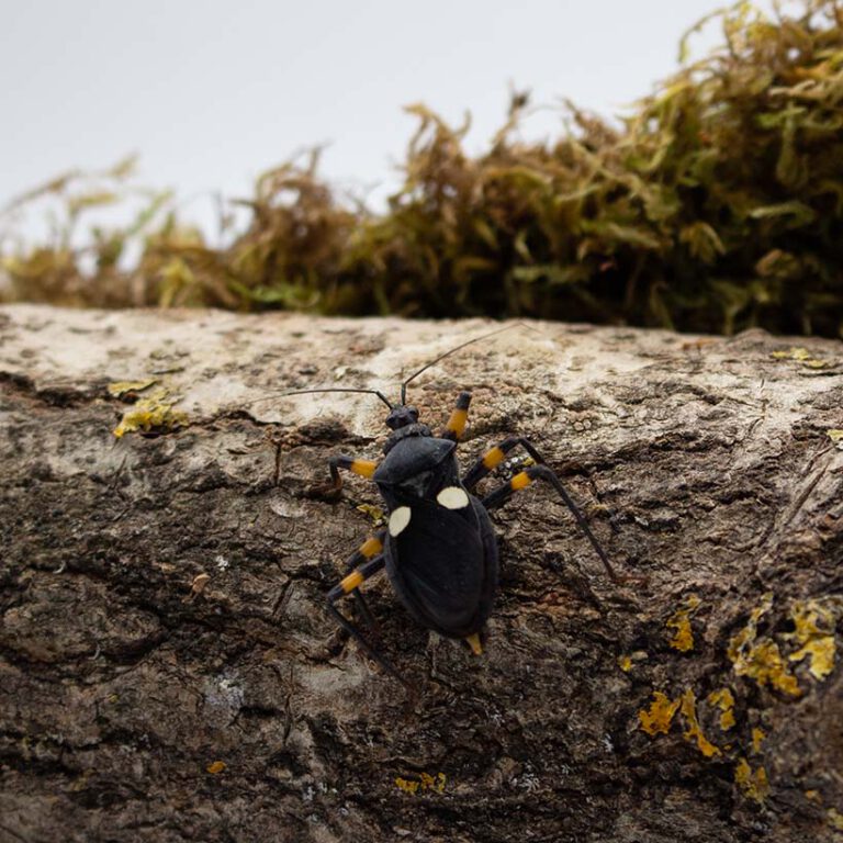 Platymeris biguttatus Insektenliebe