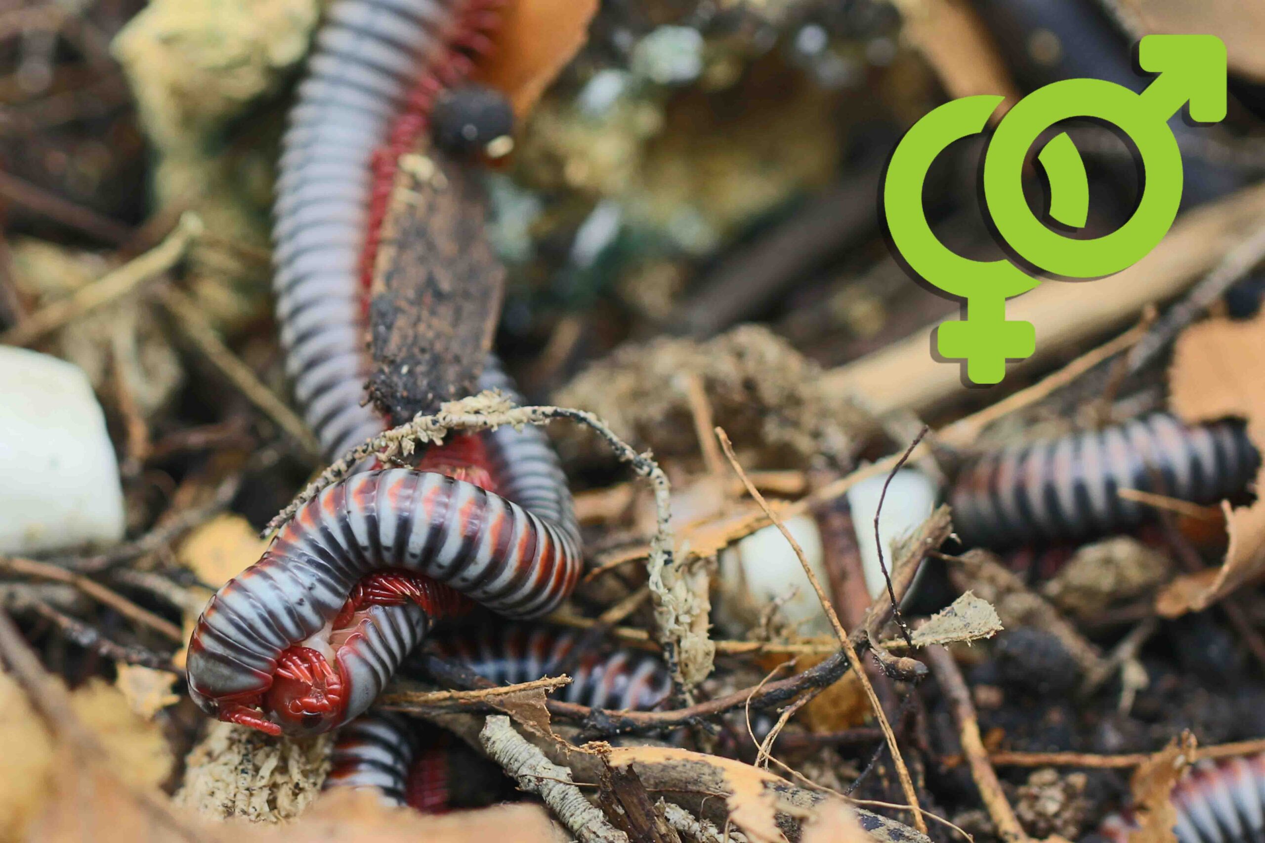 Geschlechtsbestimmung von Tausendfüßer- Beitragsbild