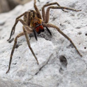 Piloctenus-haematostoma