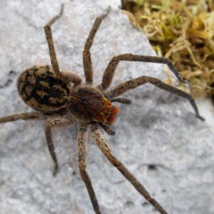 Piloctenus-haematostoma-from-above