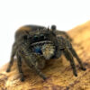 Phidippus ardens