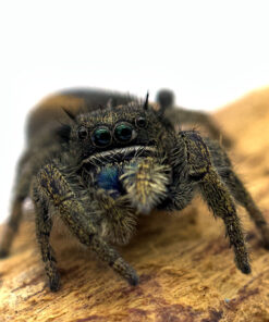 Phidippus ardens