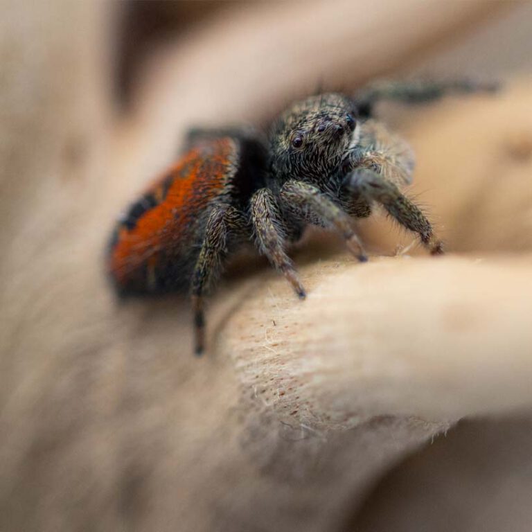 Phidippus ardens Insektenliebe