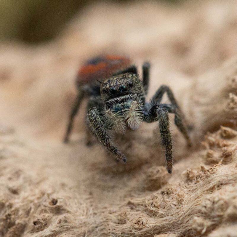 Phidippus ardens Insektenliebe