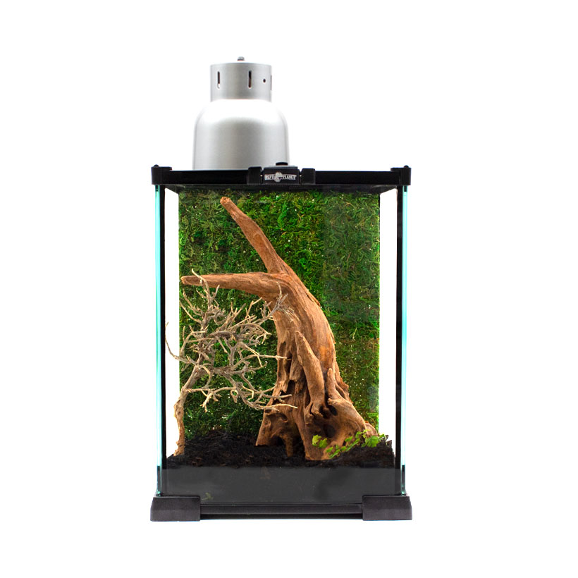 Mantiden-Terrarium-Komplettset-mit-Beleuchtung