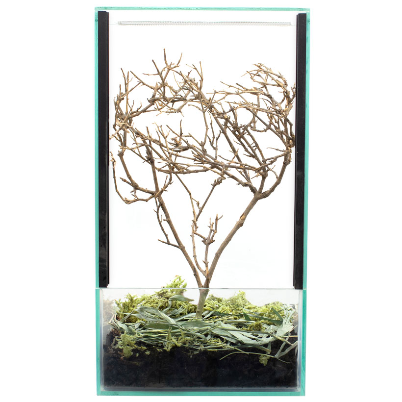 Mini Baum Terrarium