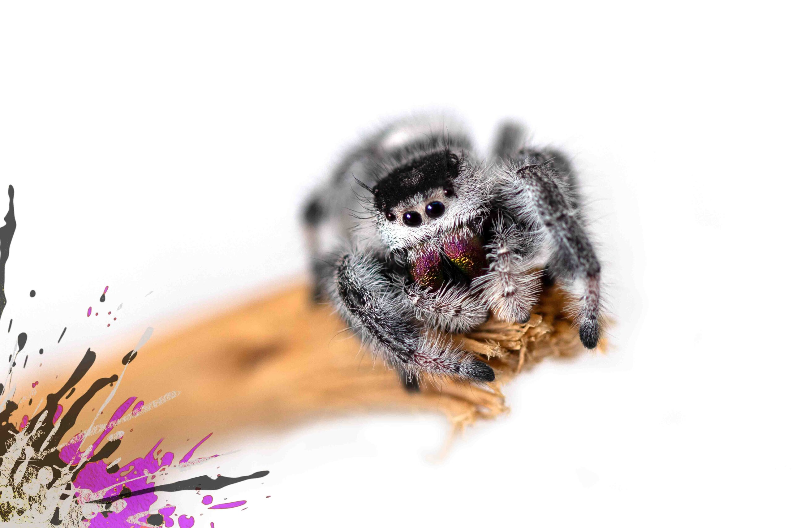 Faszination Springspinnen: Ein Blick auf die Geschlechter und deren Farbgebung