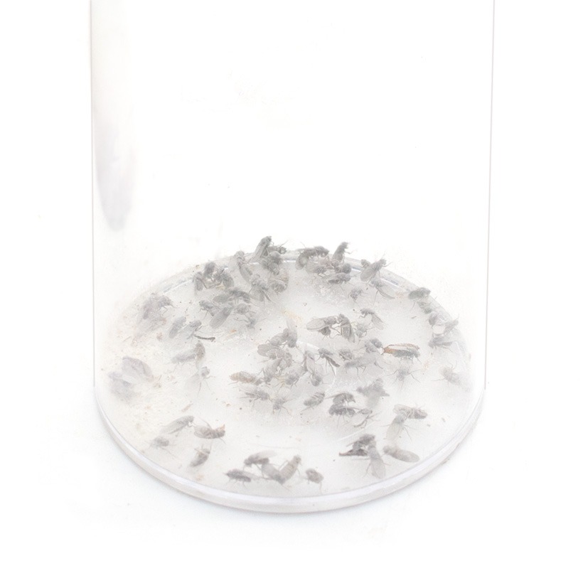 MiteEx for Drosophila hydei instructions1-1-1