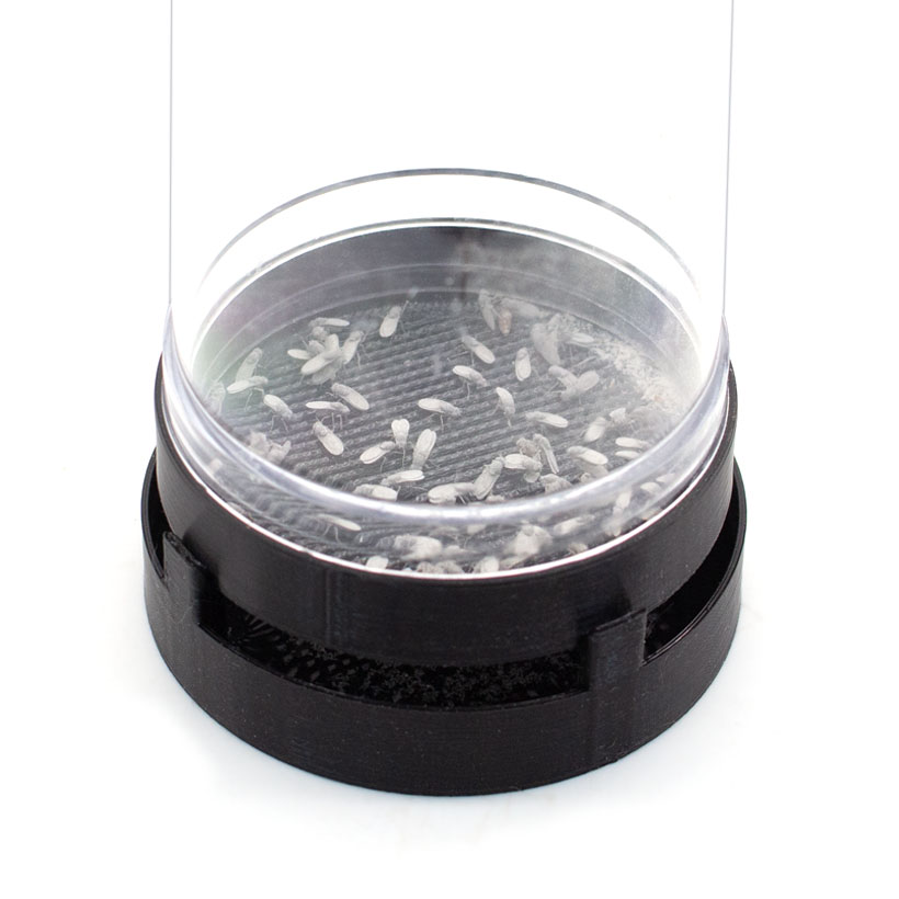 MiteEx-for-Drosophila-hydei-Instructions2-1-1