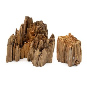 Tree stumps