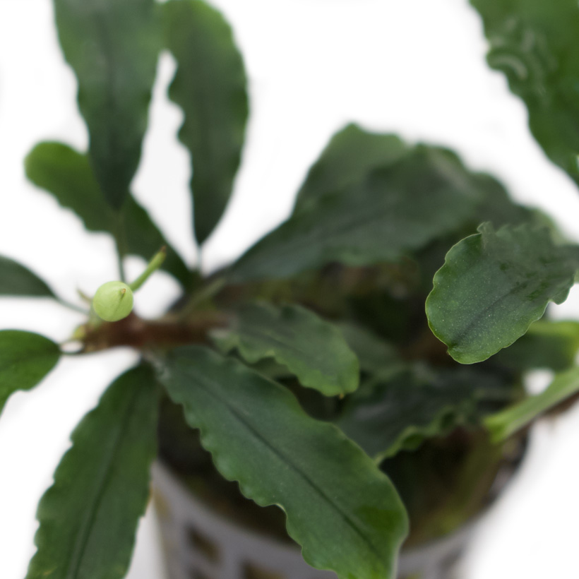 Bucephalandra "Green Velvet"