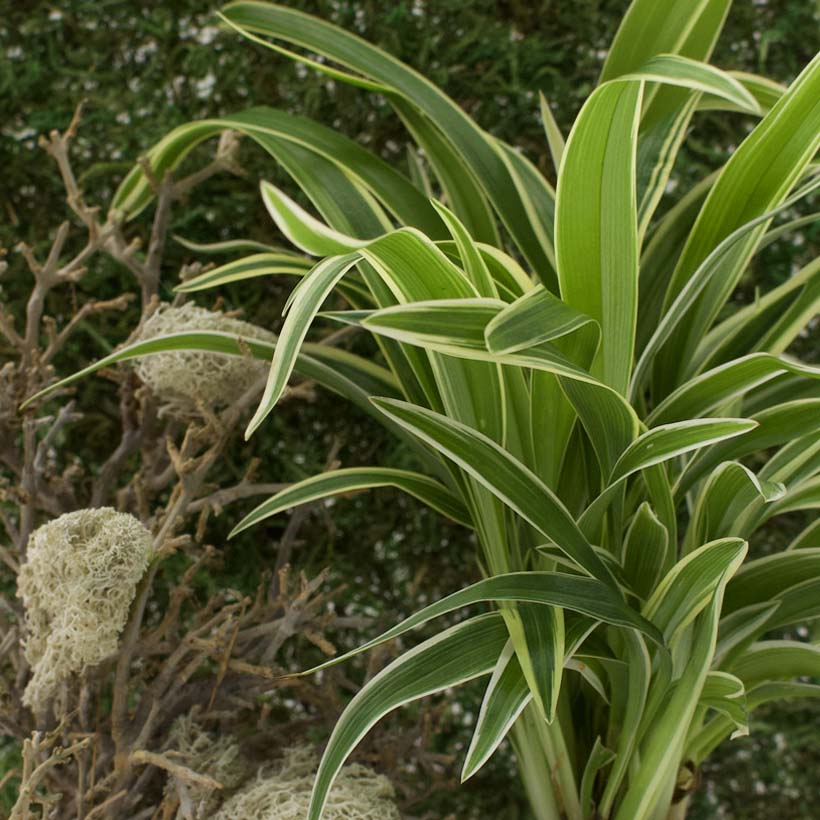 Chlorophytum bichetii-Terrarium