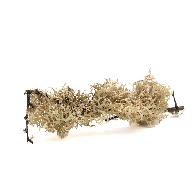 Mooszweige-1-Zweig-1