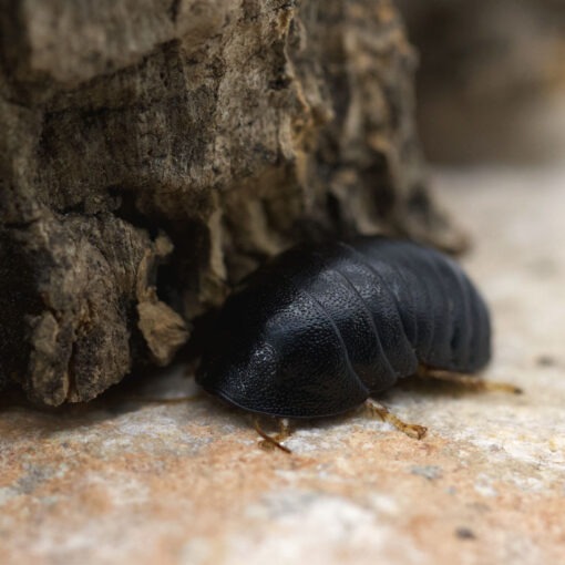 Perisphaerus pygmaeus