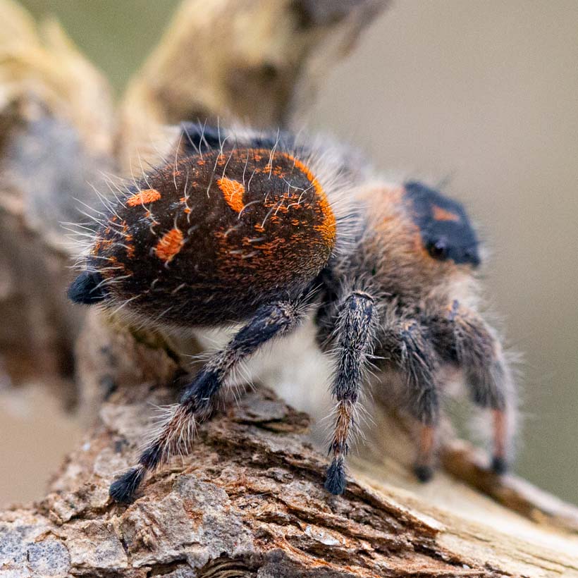 Phidippus-regius-Isla-de-la-Juventud-Abdomen