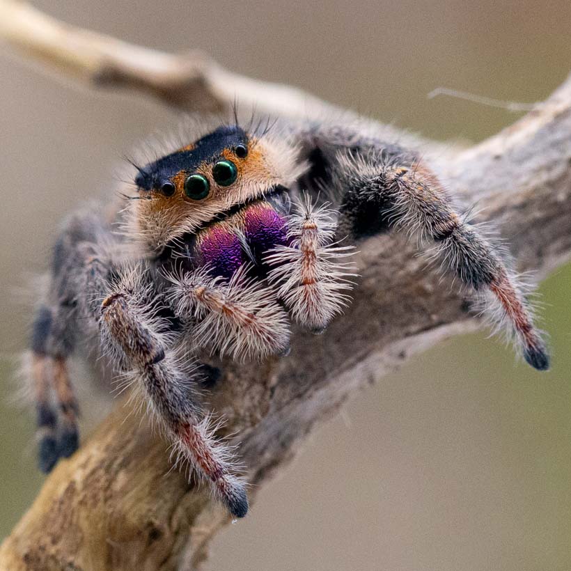 Phidippus-regius-Isla-de-la-Juventud-Vorne-1