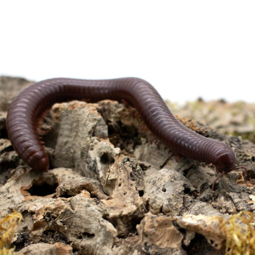 Ophistreptus guineensis "Chocolate Millipede"