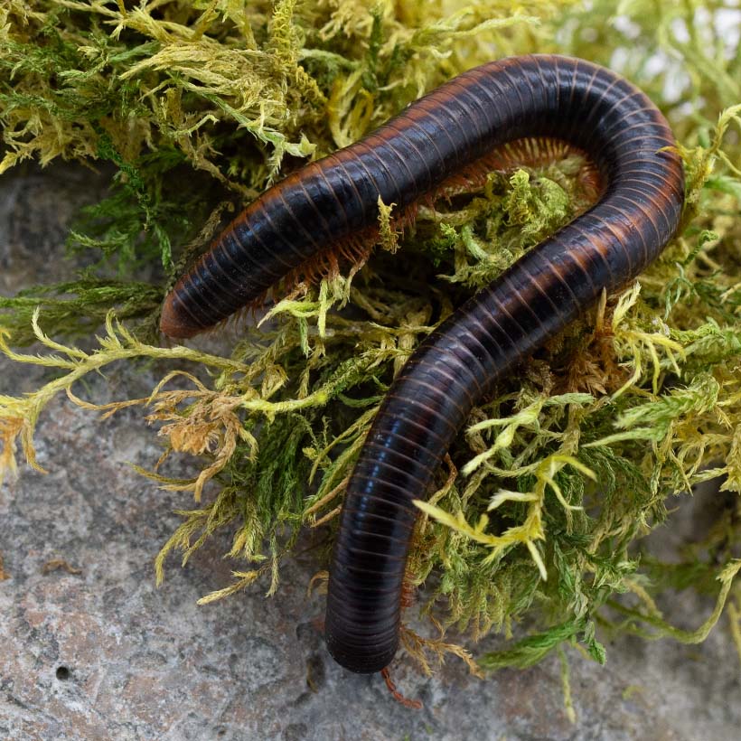 Peridontopyge-rubescens-Moos-1