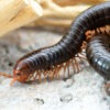 Millipedus aurantiocephalus virens