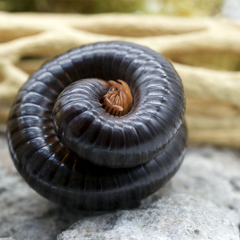 Millipedus aurantiocephalus virens