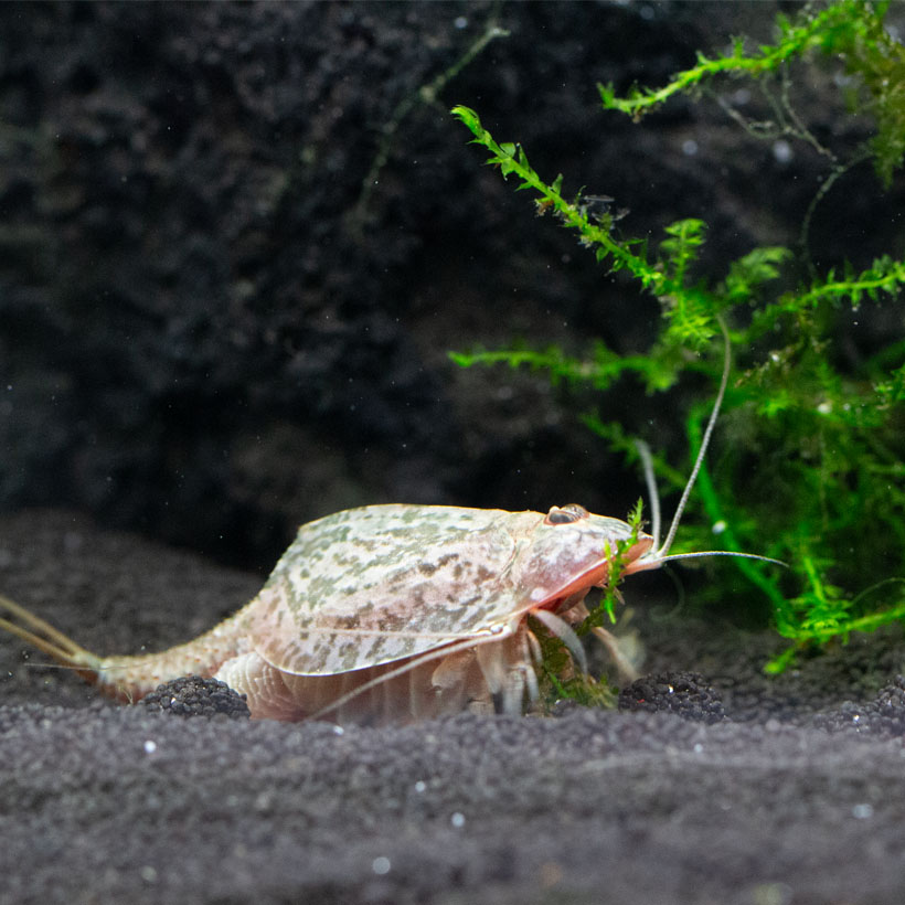 Triops Komplettset L13-Triops