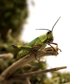 Zonocerus variegatus "Harlequin Grasshopper"