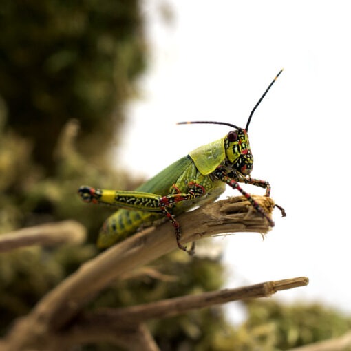 Zonocerus variegatus "Harlequin Grasshopper"