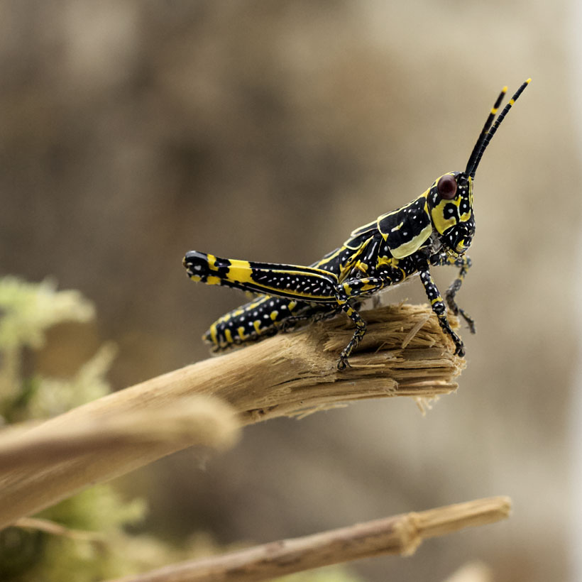 Zonocerus variegatus "Harlekinschrecke"-prä-subadult