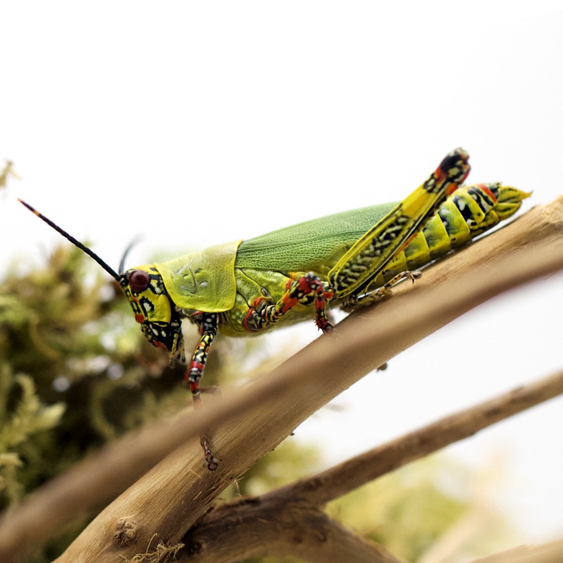 Zonocerus variegatus "Harlekinschrecke"-seitlich