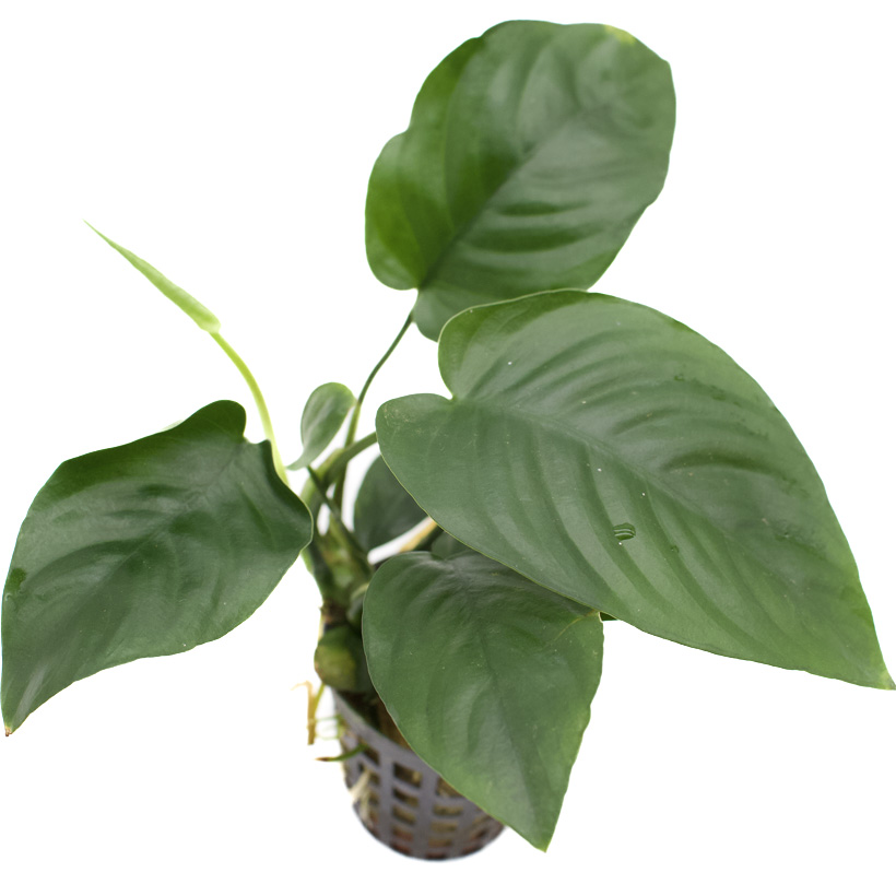 Anubia-barteri-var.-nana-22Zwerg-Speerblatt22-Draufsicht-1