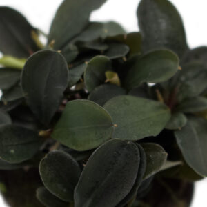 Bucephalandra-theia-