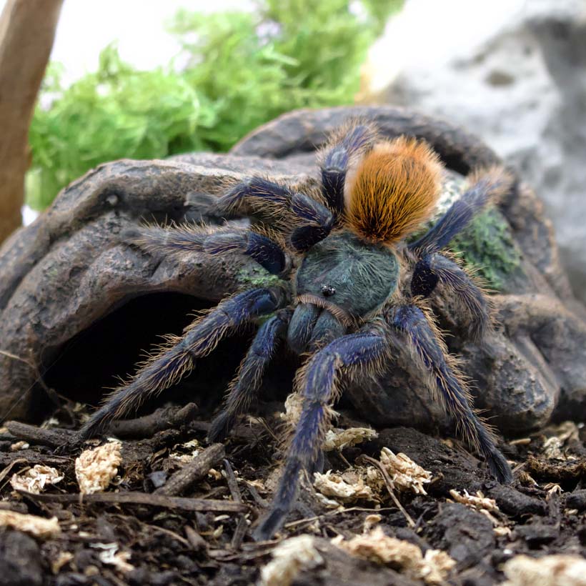 Hobby-Lianenhoehle-Vogelspinne