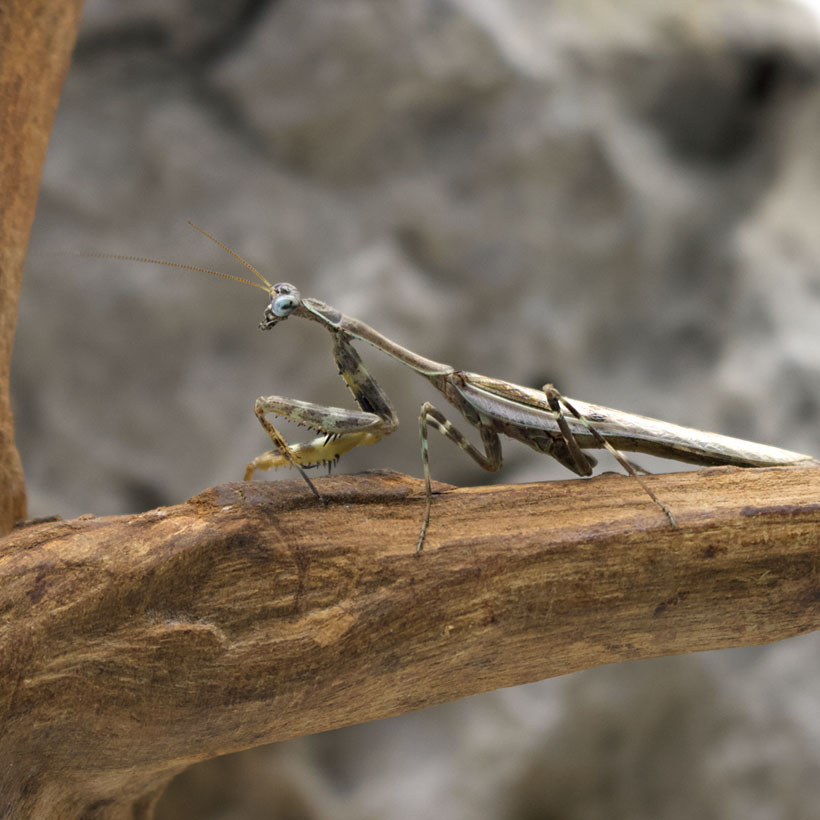 Parasphendale affinis-Männchen