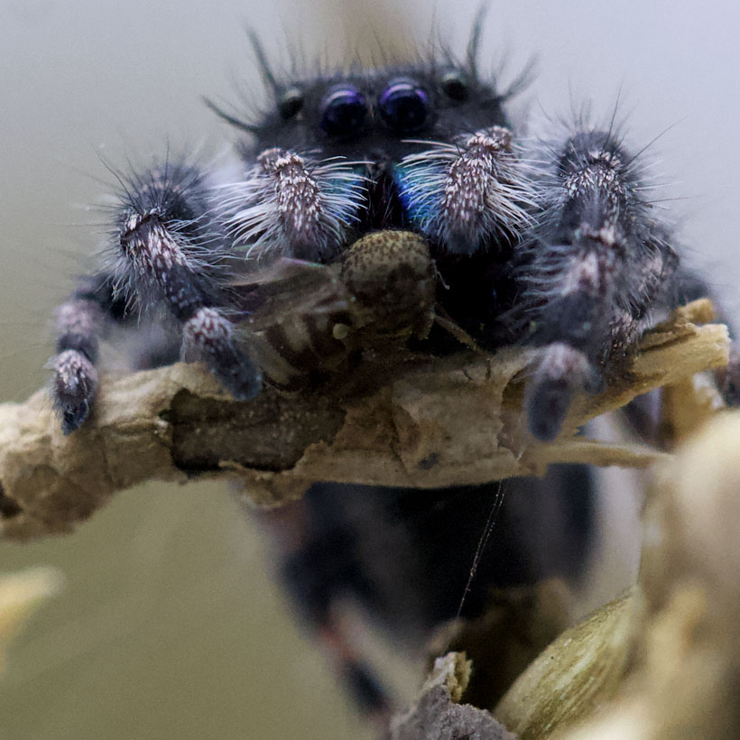 Phidippus audax-Tarnung