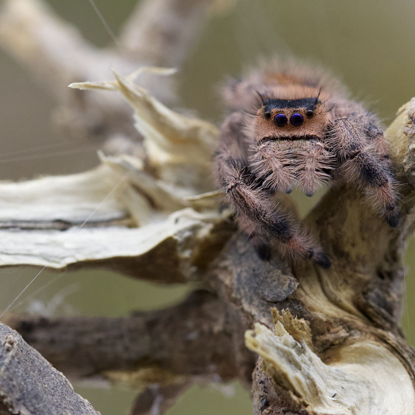 Springspinnen- Phidippus regius "Everglades"- Jagd