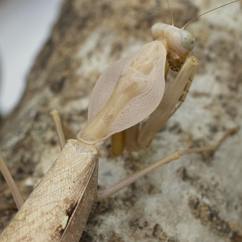 Rhombodera-kirbyi-Rueckenschild-1