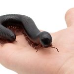 Sind Tausendfüßer giftig? Beitragsbild