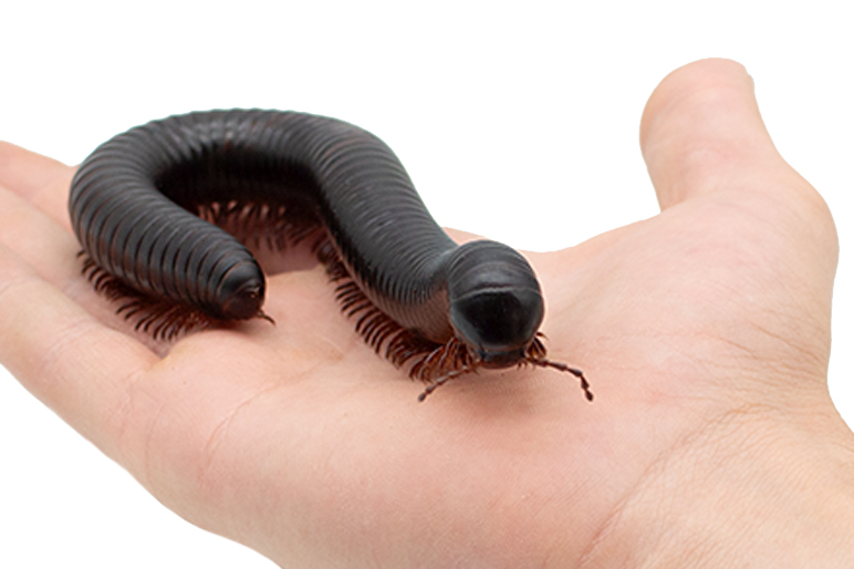 Sind Tausendfüßer giftig? Beitragsbild