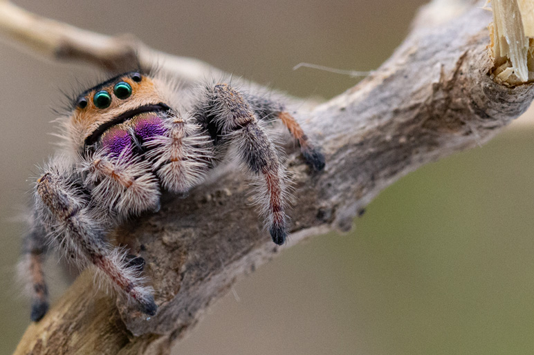Die faszinierende Welt der Springspinnen