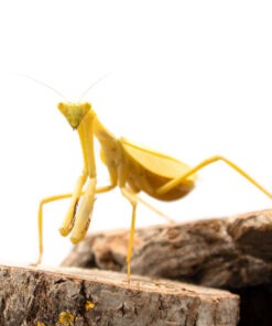 Stagmatoptera femoralis