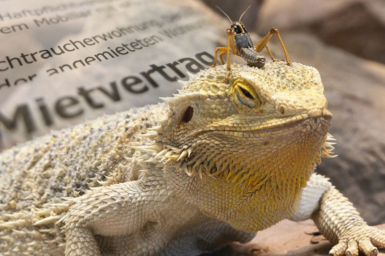 Terrarientiere in der Mietwohnung