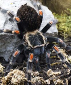 Brachypelma auratum