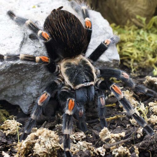 Brachypelma auratum