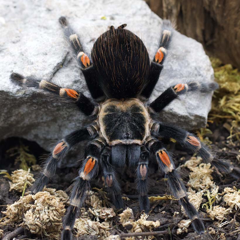 Brachypelma auratum-Vorne