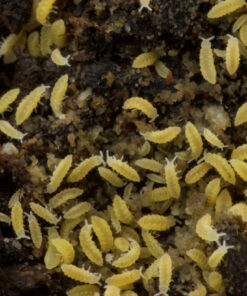 Ceratophysella spec. ‘Lilac Yellow Albino’