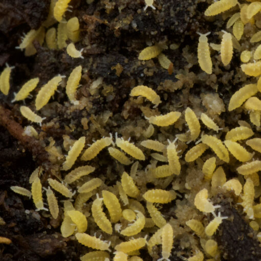 Ceratophysella spec. ‘Lilac Yellow Albino’