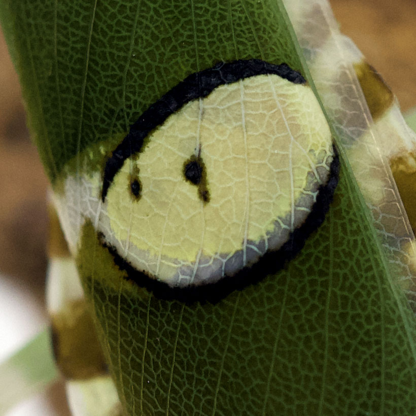 Creobroter-spec.-22Yunnan22-Auge-2